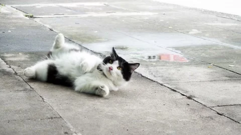 Black and white cat is lying Stock Footage 154789128