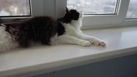 Black and white cat lying in window ledge Stock Footage 171924083