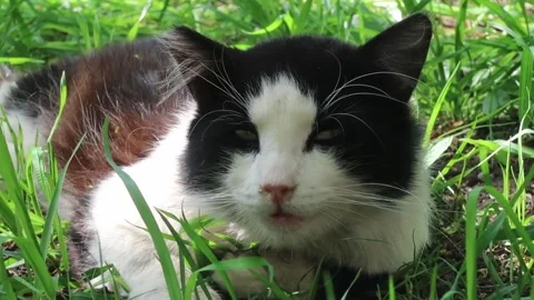 Black and white cat lying on ground. Opening eyes when insects coming. Stock Footage 231798765
