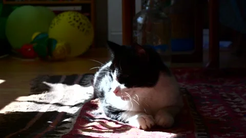 Black and white cat lying on floor yawning Stock-Footage 238768790