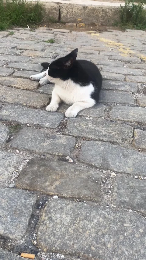 Black and white cat lying on the pavement. Vertical video Video stock 286735913