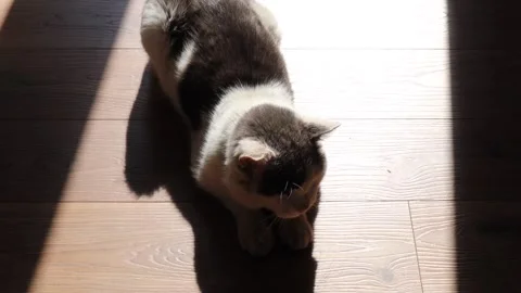 Black and white cat lying on wooden floor in a warm patch of sunlight with soft Stock Footage 309301540