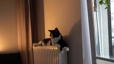 Black and white cat lying on a radiator, soft warm light, cozy indoor pet Stock-Footage 323109510