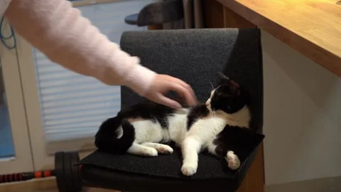 Black and white cat lying on chair while being gently petted Stock Footage 324732442