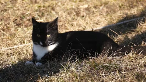 Black and white cat lying on dry grass in the sun. Stock Footage 330719621