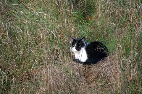 Black and white cat lying in grass on a hill. Stock Photos