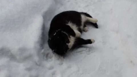 Black and white cat MVI 0939 77 Stock Footage 168724295