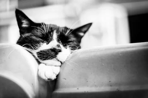 A Black And White Cat Napping On Its Paw In A Garden Foto stock