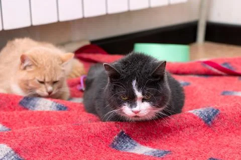 A black and white cat is peacefully laying on a bright red blanket Stock Photos