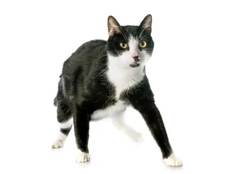 Black and white cat Stock Photos