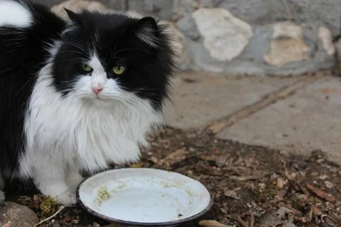 Black and white cat Stock-Fotos