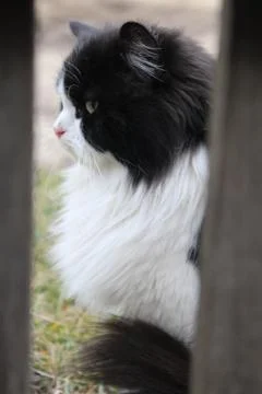 Black and white cat Stock-Fotos