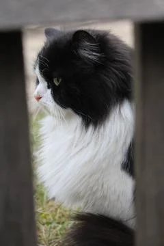Black and white cat Stock-Fotos