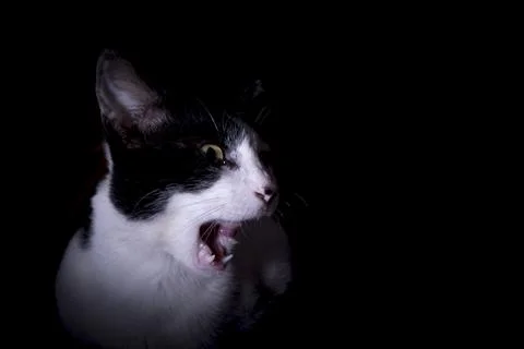 Black and white cat with piercing eyes, side view with copy space, Stock Photos