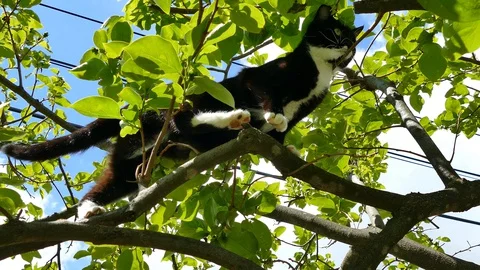 Black and white cat playing on tree Stock Footage 130028286
