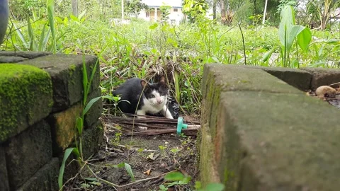 A black and white cat is playing and jumping in the yard Stock Footage 220465354