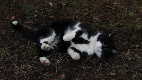 A black and white cat playing in the woods on the grass. Stock Footage 297991675