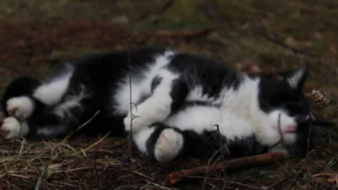 A black and white cat playing in the woods on the grass. Stock Footage 297991679