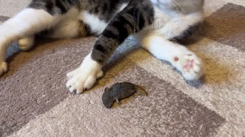 A black and white cat is playing with a gray mouse on the carpet Stock Footage 313682957