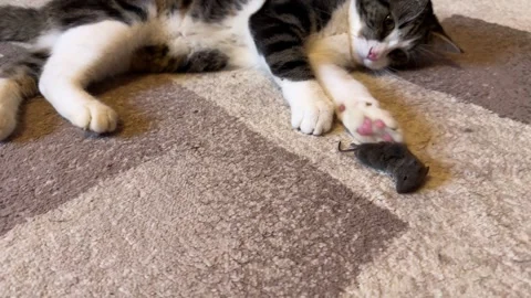 A black and white cat is playing with a gray mouse on the carpet Stock Footage 313683455