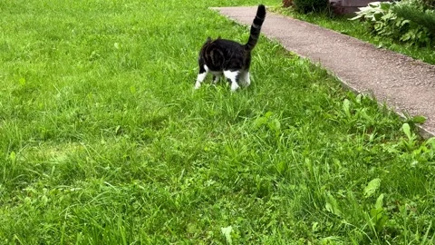 A black and white cat is playing cute on grass with a pink ball. Vídeos de archivo 320499121