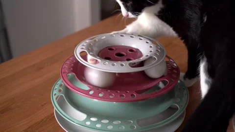 Black and white cat playing with a ball toy, energetic and curious indoor feline Video stock 323109002