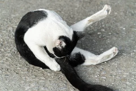 Black and White Cat Posing on a Road Surface Stock Photos