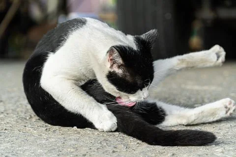 Black and White Cat Posing on a Road Surface Stock Photos