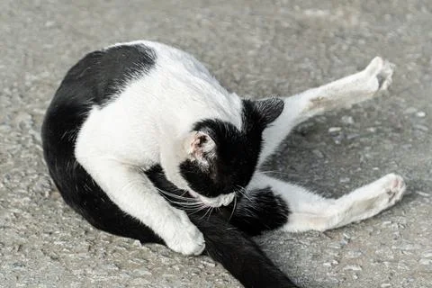 Black and White Cat Posing on a Road Surface Stock Photos