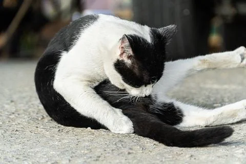 Black and White Cat Posing on a Road Surface Stock Photos