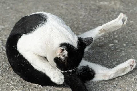 Black and White Cat Posing on a Road Surface Stock Photos