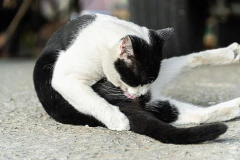 Black and White Cat Posing on a Road Surface Stockfoto's