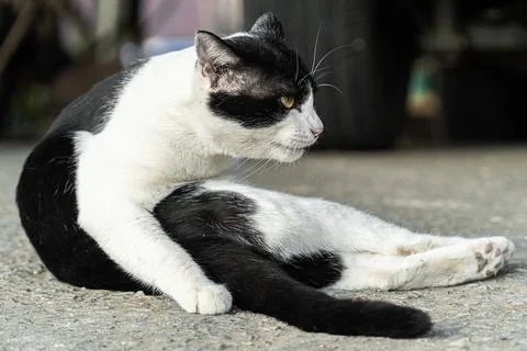 Black and White Cat Posing on a Road Surface Stock Photos