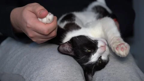 Black and white cat receiving relaxing massage in owner’s hands Stock Footage 325514154