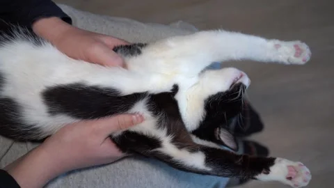 Black and white cat receiving relaxing massage in owner’s hands Stock Footage 325514208