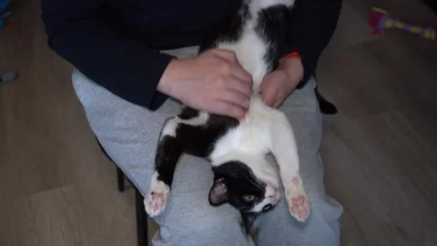 Black and white cat relaxing in owner’s arms while being gently petted, close-up Stock Footage 325514151