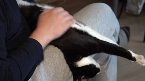 Black and white cat relaxing in owner’s arms while being gently petted, close-up Stock Footage 325514213