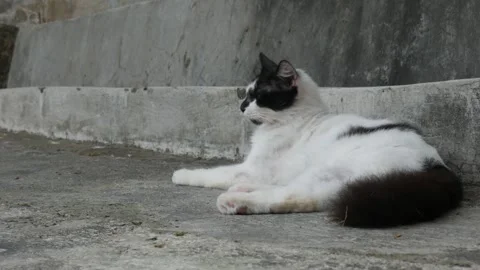 Black and White Cat Relaxing on a Concrete Surface Beside a Weathered Wall Stock Footage 341868460
