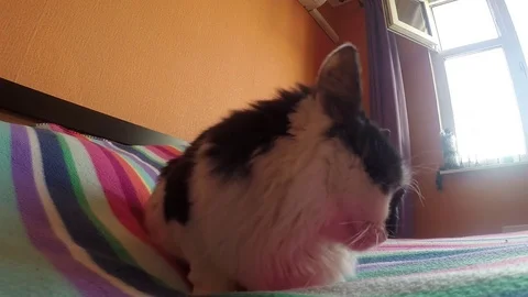 A black and white cat is resting while lazily yawns Stock Footage 75326367
