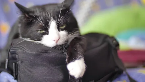 Black and white cat resting on a bag and staring Stock Footage 80797161