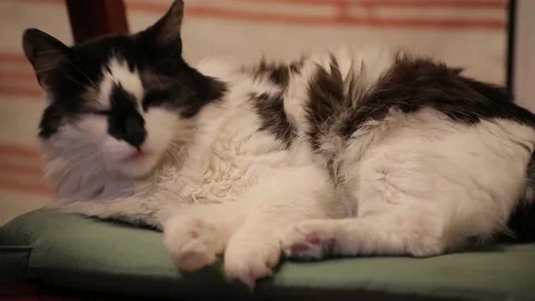 A black and white cat is resting while lazily yawns. Cat lays and looks camera Stock Footage 95450091