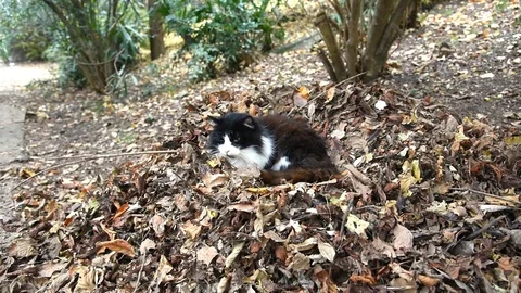 Black and white cat resting in a pile of fallen leaves Stock Footage 121658482