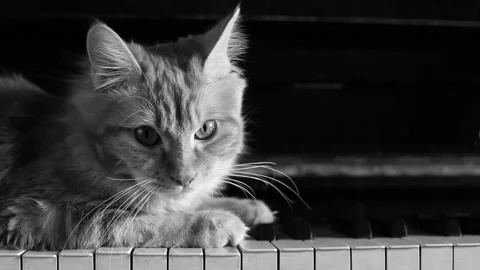 Black and white cat resting on piano key. domestic pet Stock Footage 240945997