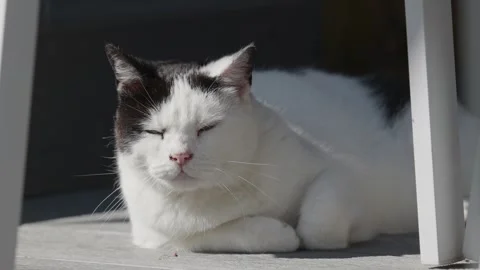 Black and white cat resting in the summer sun. Looking around and relaxing Видео 245485132