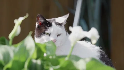 Black and white cat resting in the summer sun. Looking around and relaxing Stockbeeldmateriaal 245485198