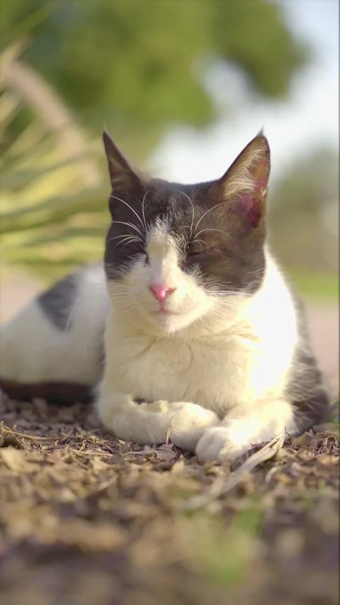 Black and White Cat Resting Outdoors in Nature Stock-Footage 299727280