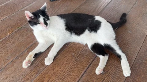 Black and white cat resting on wooden floor Stock-Footage 312855005