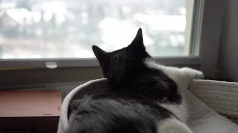 Black and white cat resting in pet bed, watching snow through window Stock-Footage 326002915