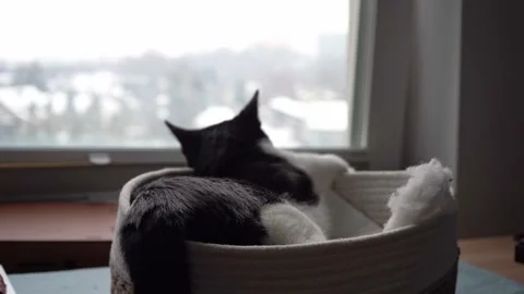 Black and white cat resting in pet bed, watching snow through window Stock Footage 326002918