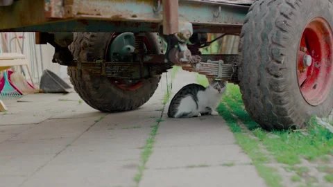 Black and White Cat Resting under Farm Trailer, Rural Farmyard, Static Shot Stock Footage 341448719